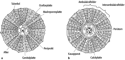 Echinoidea