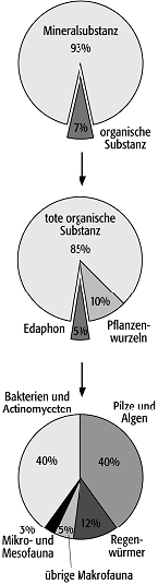 Edaphon