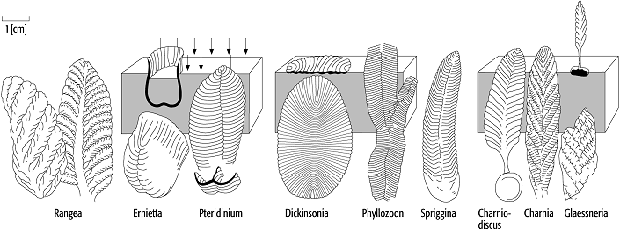 Ediacara-Fauna