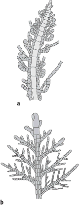 Thallophyten