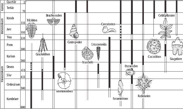 Featured image of post Leitfossilien Erdzeitalter Tabelle Deutsch / Zum nächsten abschnitt „neuer rekordhalter: