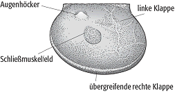 Leperditien