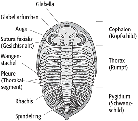 Trilobita