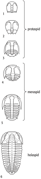 Trilobita