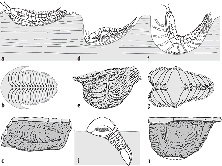 Trilobita