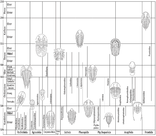 Trilobita