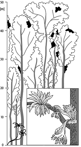 Epiphyten