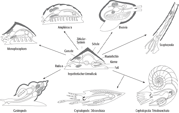 Molluska