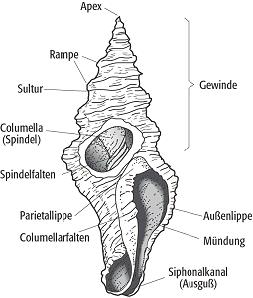 Molluska