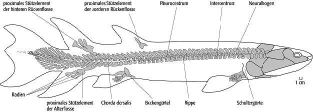 Fische