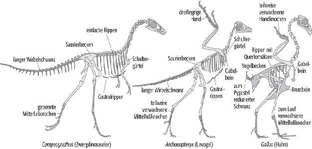 Vögel