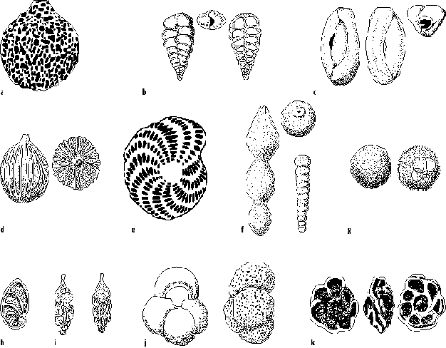 Foraminiferen