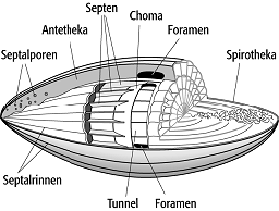 Foraminiferen