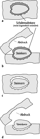 Fossildiagenese