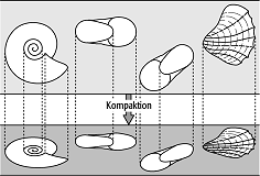 Fossildiagenese