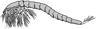 Orstenfossilien