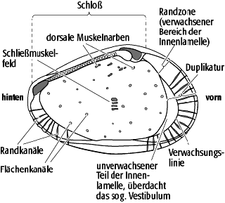 Ostracoda