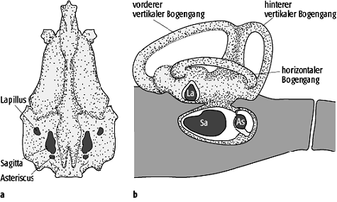 Otolithen