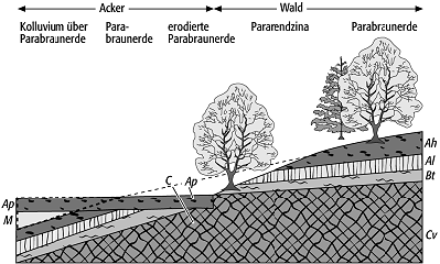 gekapptes Bodenprofil